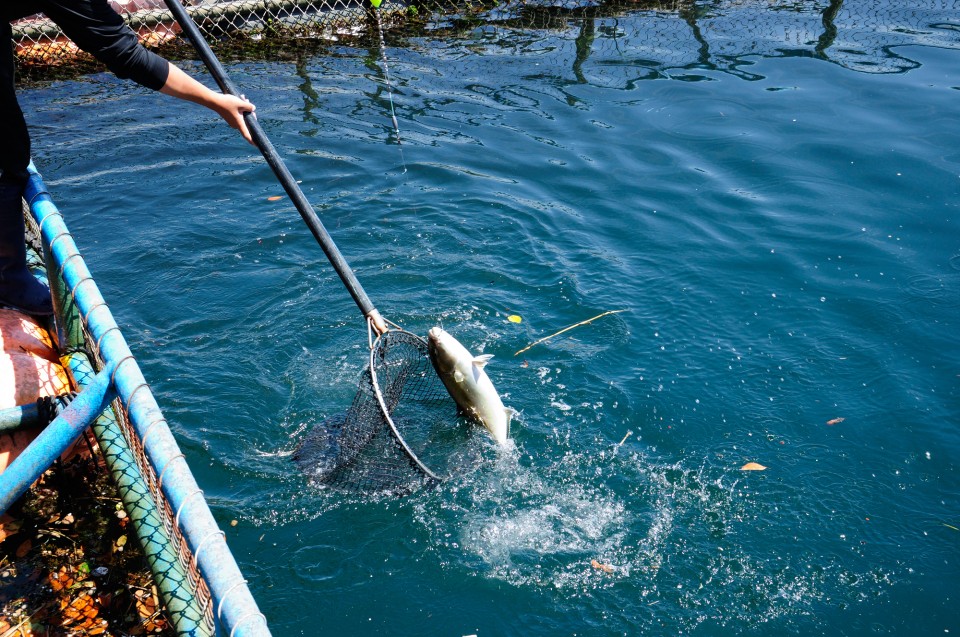 活魚輸送